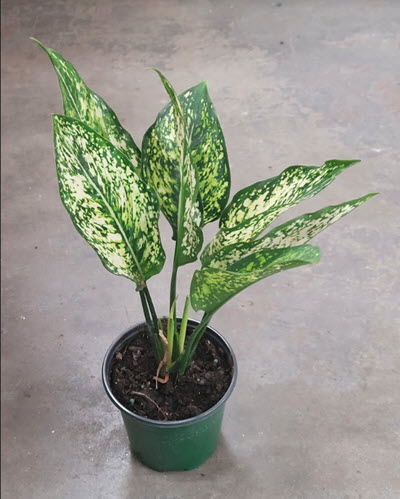 4" Aglaonema White Wintry Wine House